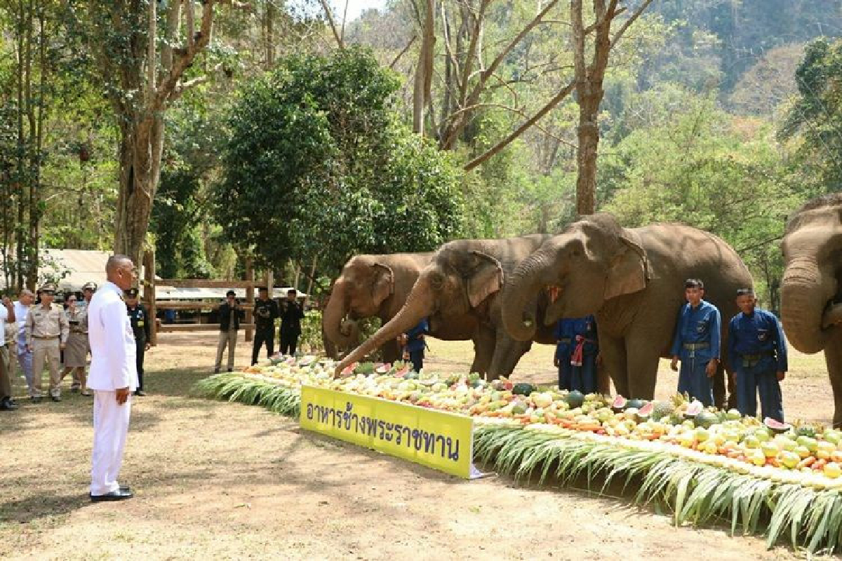 สมเด็จพระเจ้าอยู่หัว รัชกาลที่ 10 พระราชทานอาหารช้าง ศูนย์บริบาลช้างบ้านปางหละ จ.ลำปาง สมเด็จพระเจ้าอยู่หัว รัชกาลที่ 10 พระราชทานอาหารช้าง ศูนย์บริบาลช้างบ้านปางหละ จ.ลำปาง