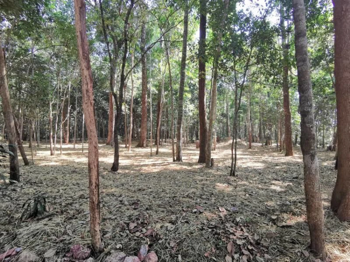 หลวงปู่ทุย พระสุปฏิปันโน แห่งวัดป่าดานวิเวก