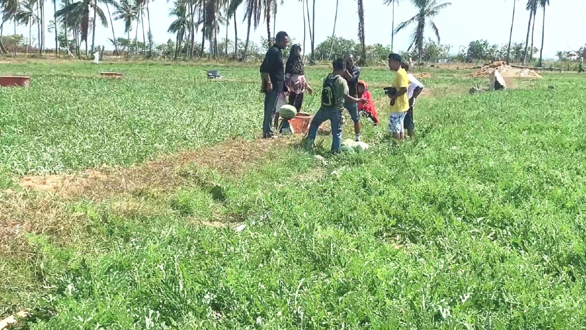 หนุ่มคิดแหวกแนวปลูกแตงโมไร้เมล็ดรายแรกบนเกาะสุกรสร้างรายได้งาม