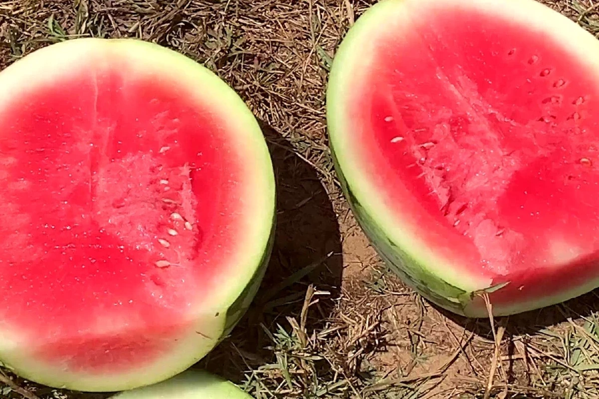 หนุ่มคิดแหวกแนวปลูกแตงโมไร้เมล็ดรายแรกบนเกาะสุกรสร้างรายได้งาม