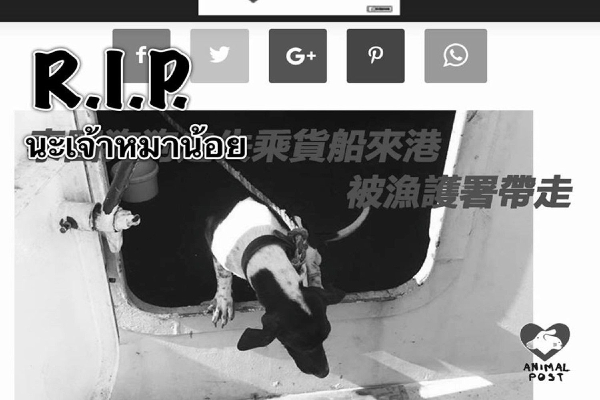 หมาไทยติดเรือไปฮ่องกง ถูกการุณยฆาตโดยเจ้าหน้าที่แล้ว หมาไทยติดเรือไปฮ่องกง ถูกการุณยฆาตโดยเจ้าหน้าที่แล้ว