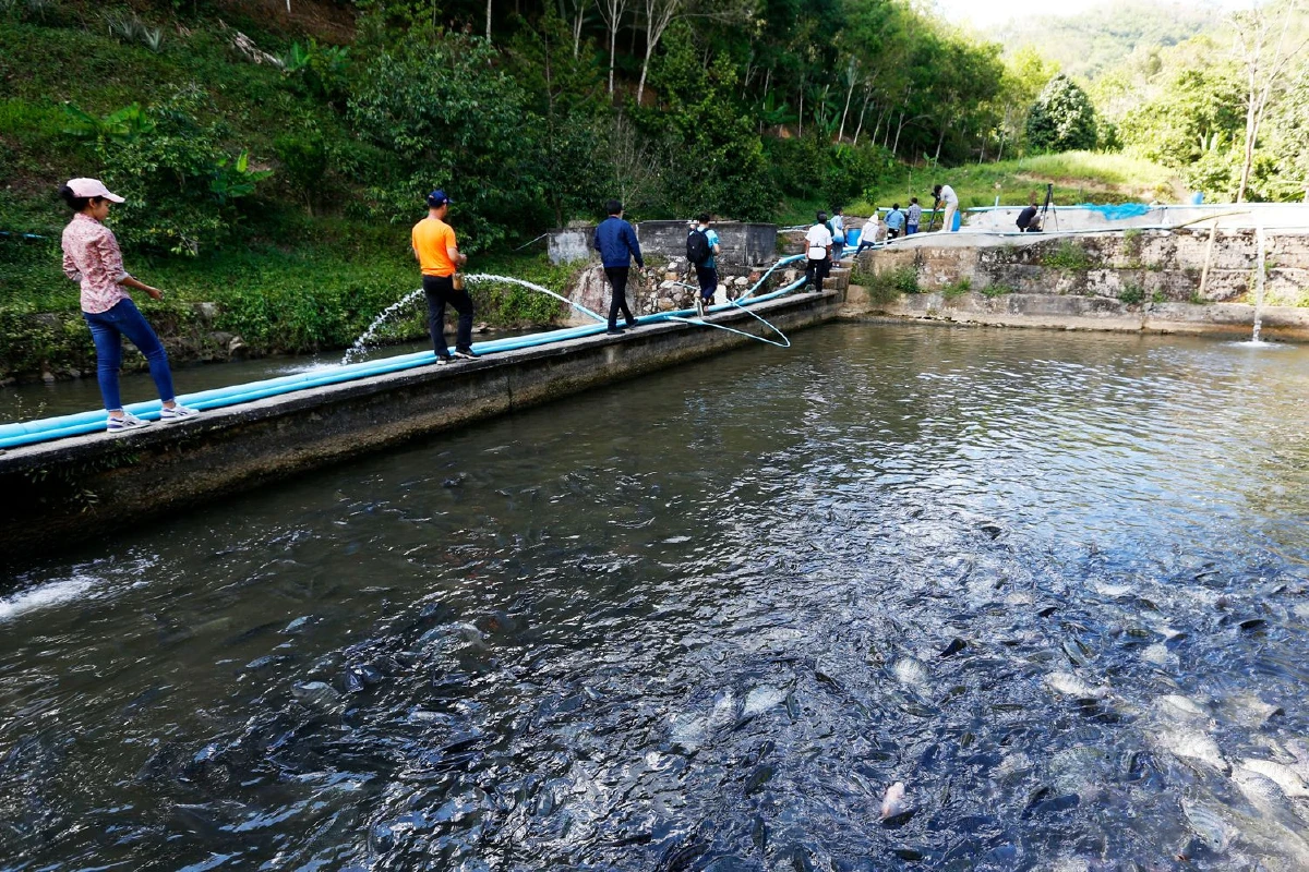 ‘ตาเนาะแมเราะ’ แกะรอยแหล่งกำเนิดอาหารเบตง