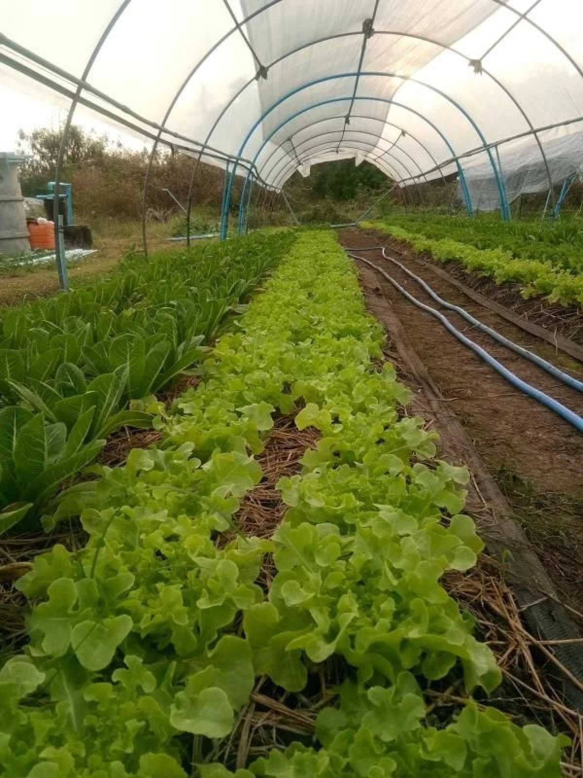 จุลเทพ บุณยกรชนก คุณชายผักสลัดแห่งเมืองอ่างทอง