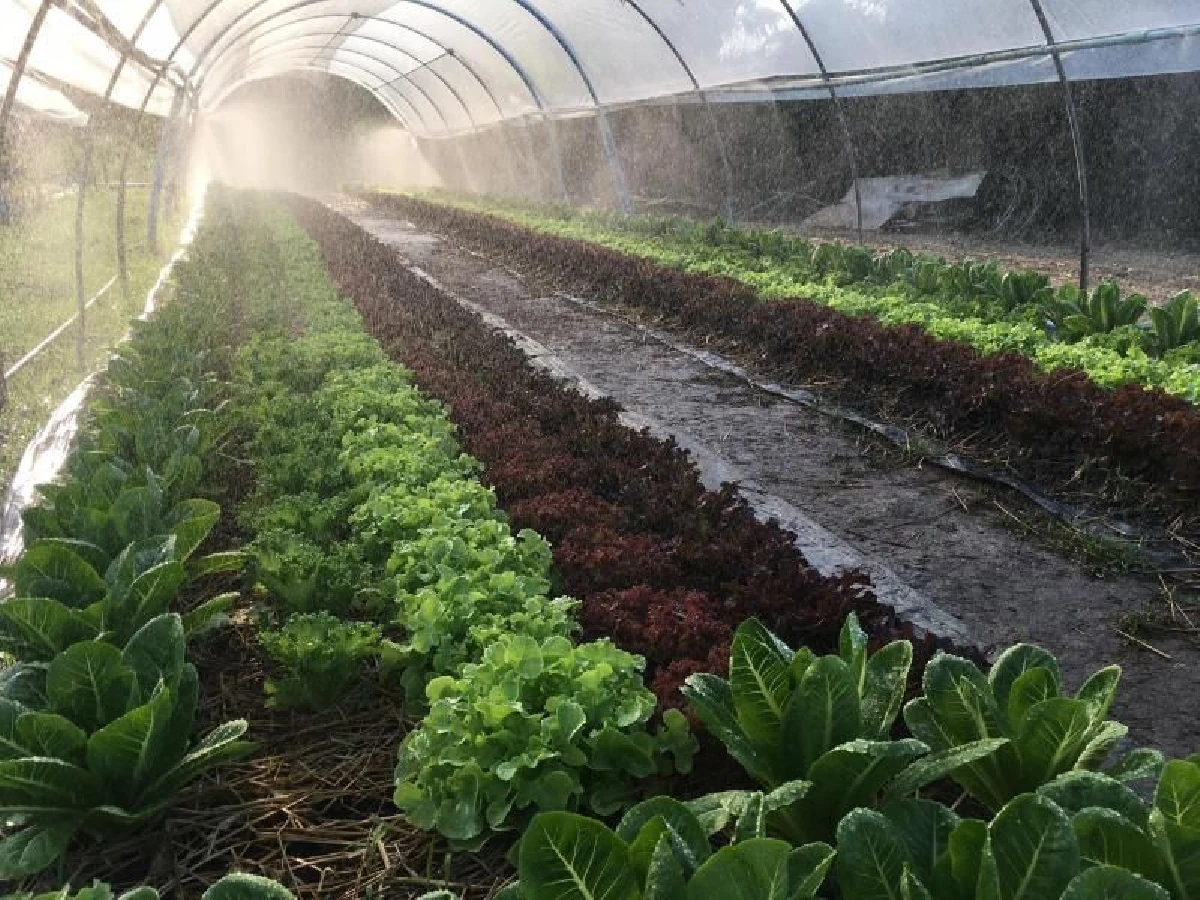 จุลเทพ บุณยกรชนก คุณชายผักสลัดแห่งเมืองอ่างทอง