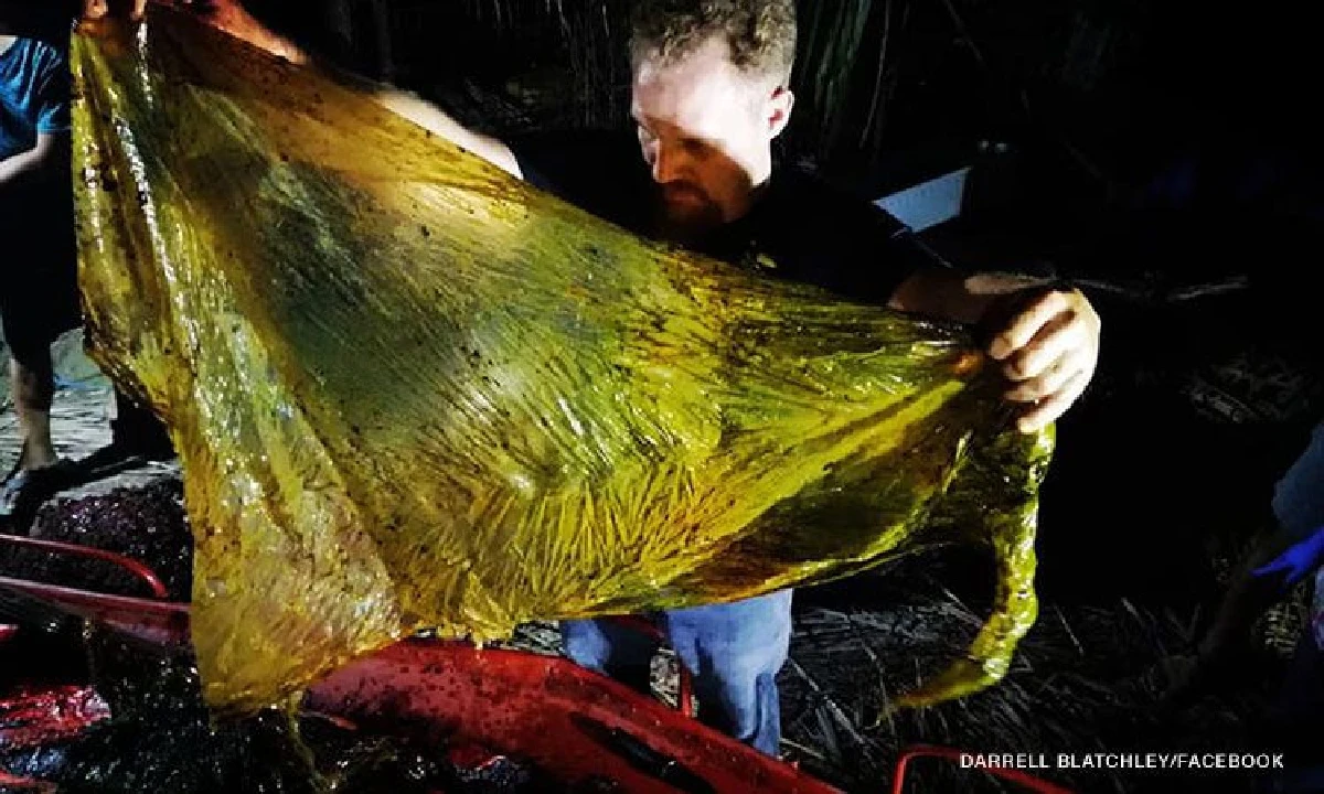 พบขยะพลาสติกในท้องวาฬเกยตื้นที่ฟิลิปปินส์ถึง 40 กก.