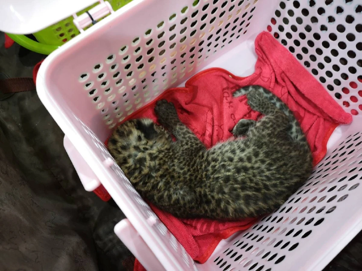 อุทยานรับลูกเสือดาวของกลางไปดูแล หลังถูกชาวอินเดียเตรียมลอบขนออกนอกไทย