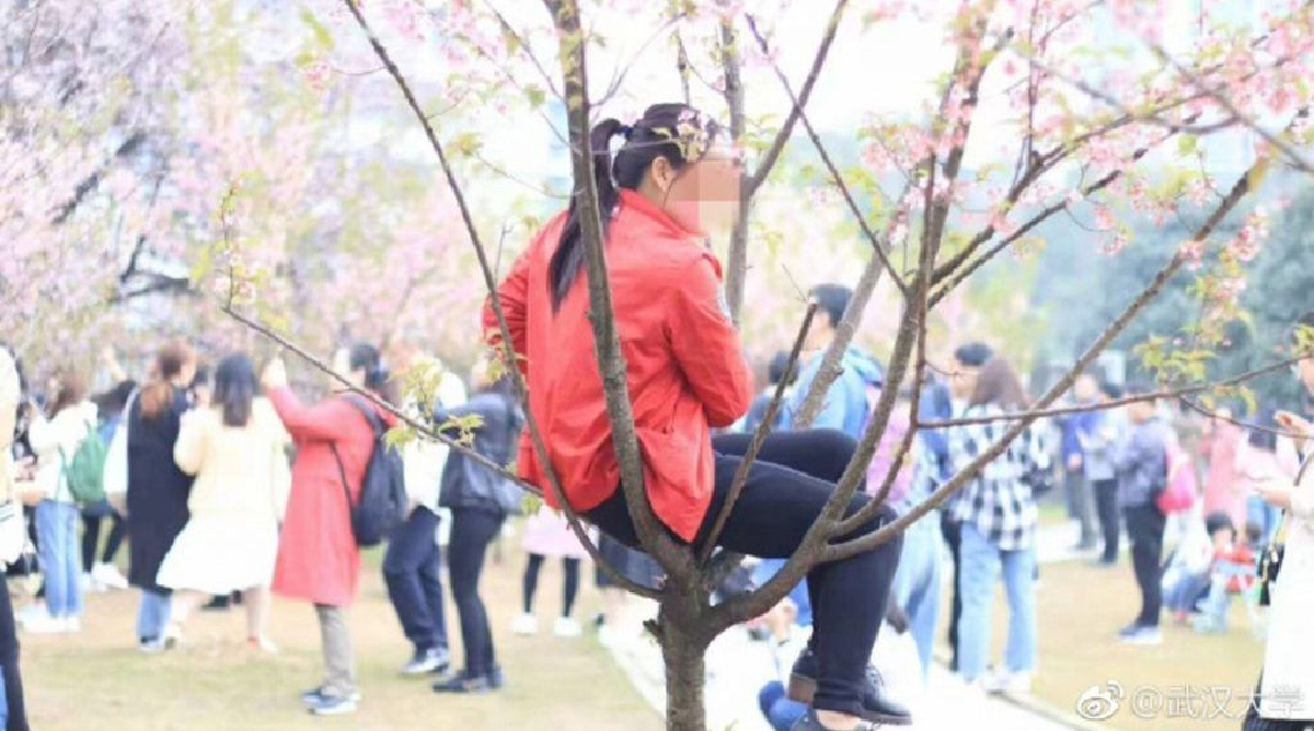 ม.อู่ฮั่นปิ๊งไอเดียฟิลเตอร์ซากุระร่วง กันทัวริสต์ทำต้นซากุระเสียหาย ม.อู่ฮั่นปิ๊งไอเดียฟิลเตอร์ซากุระร่วง กันทัวริสต์ทำต้นซากุระเสียหาย