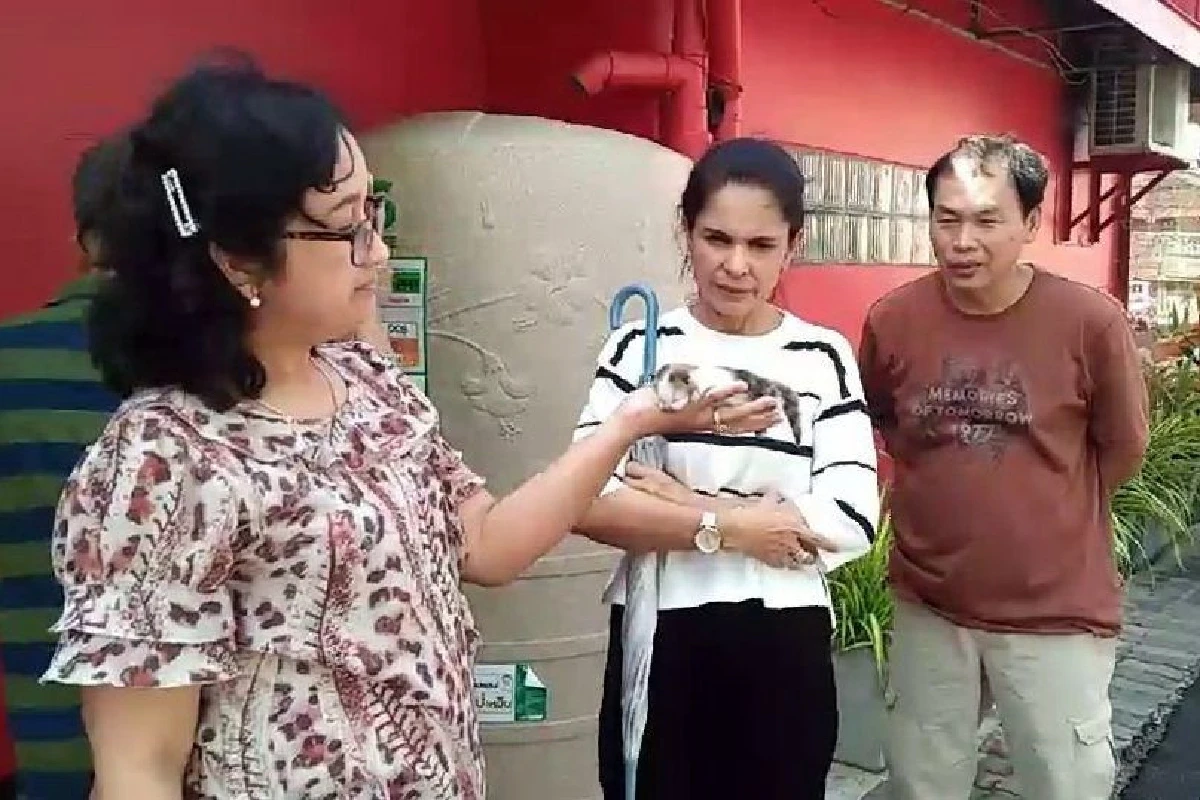 ร้องจนหมดเสียง!ลูกเหมียว3สีติดซอกแท็งค์น้ำกับกำแพง2วัน