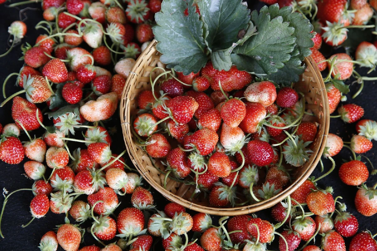 กินข้าวกะเหรี่ยงบ้านไร่ อุทัยธานี