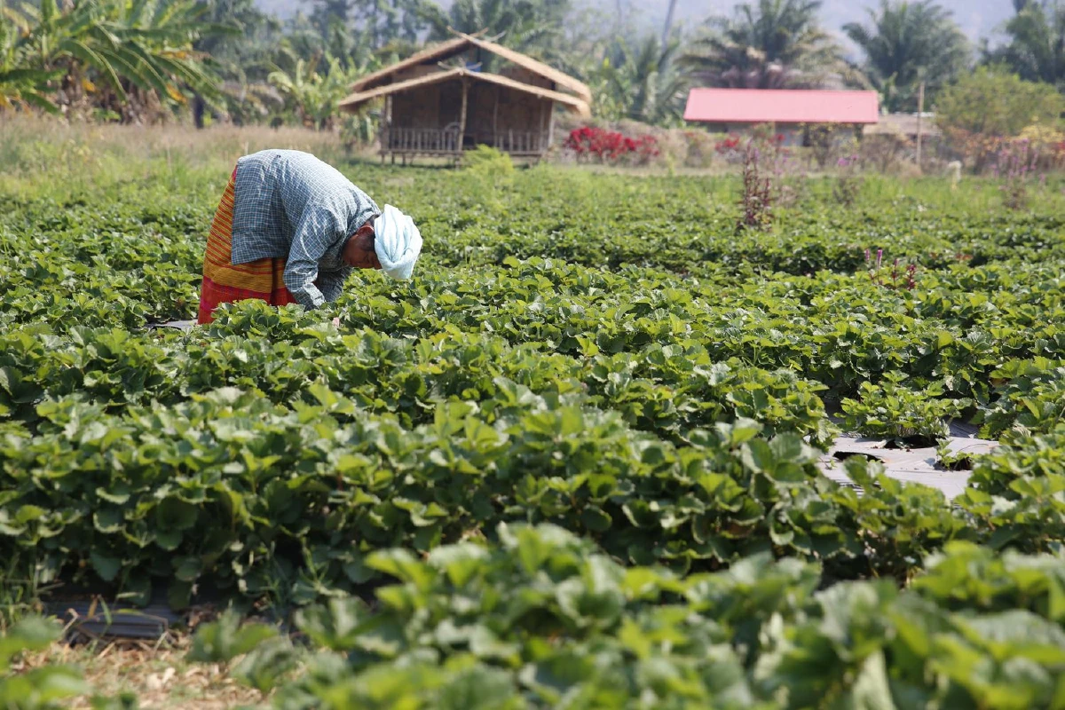 กินข้าวกะเหรี่ยงบ้านไร่ อุทัยธานี