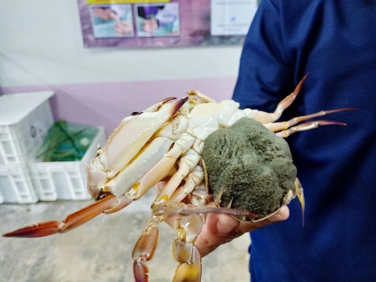 นวัตกรรุ่นจิ๋วโชว์ ‘นวัตกรรมเพื่อชุมชน’ ในเวทีโลก