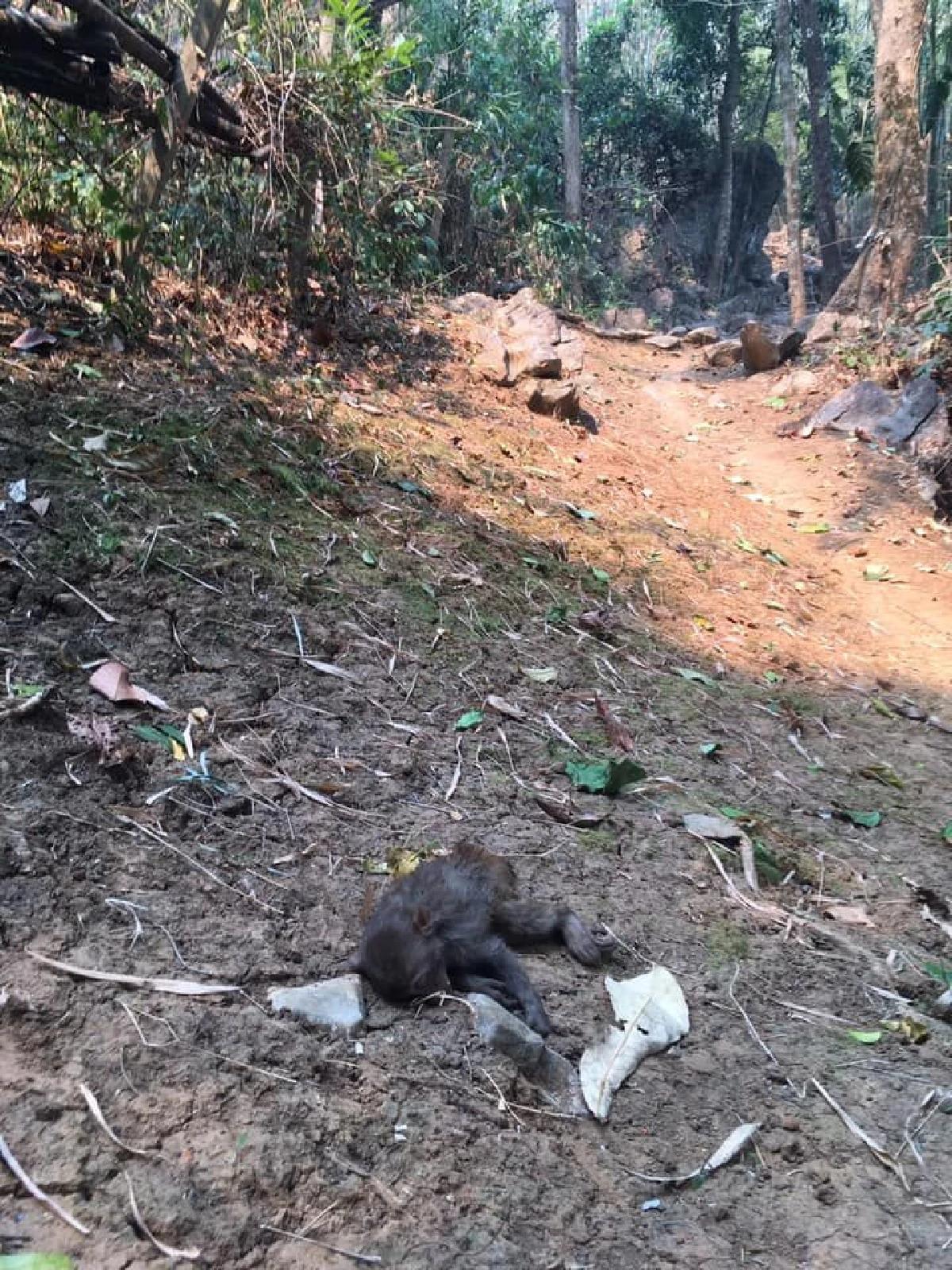 อีกกี่ชีวิต! "ลิงน้อย" ฝ่าเปลวไฟถึงแนวกั้น แต่ทนผิดบาดแผลไม่ไหวตายอนาถ