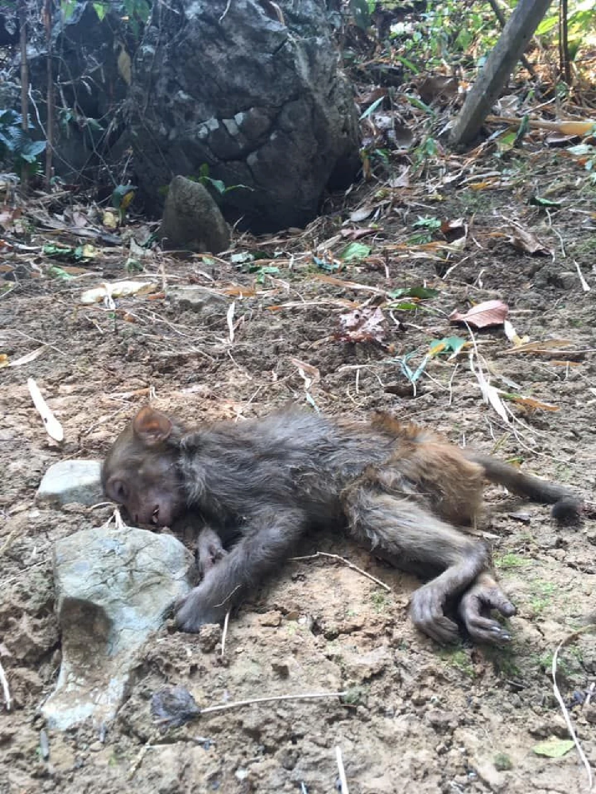 อีกกี่ชีวิต! "ลิงน้อย" ฝ่าเปลวไฟถึงแนวกั้น แต่ทนผิดบาดแผลไม่ไหวตายอนาถ