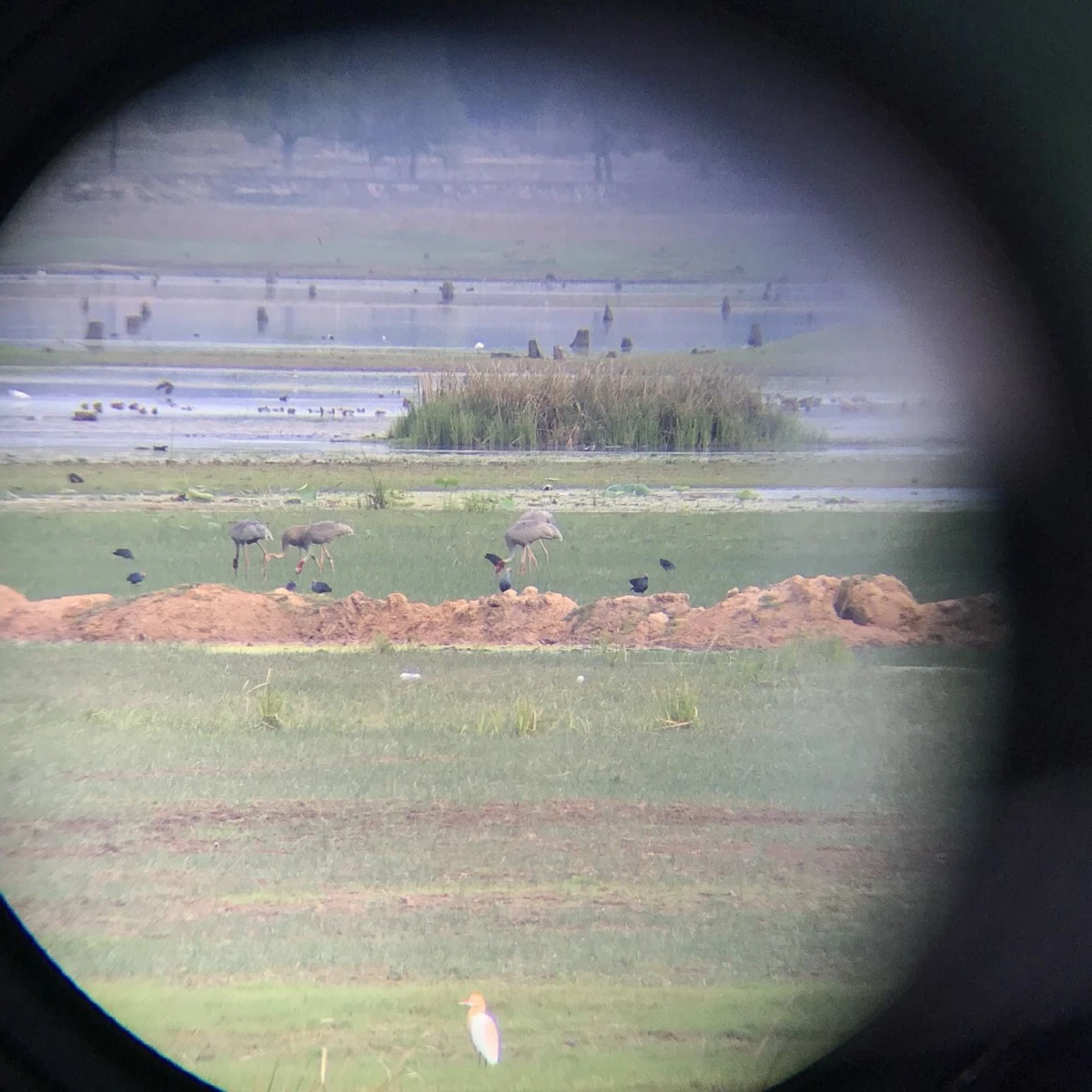 พช.ผุดไอเดียสร้างแบรนด์'ข้าวนกกระเรียน'