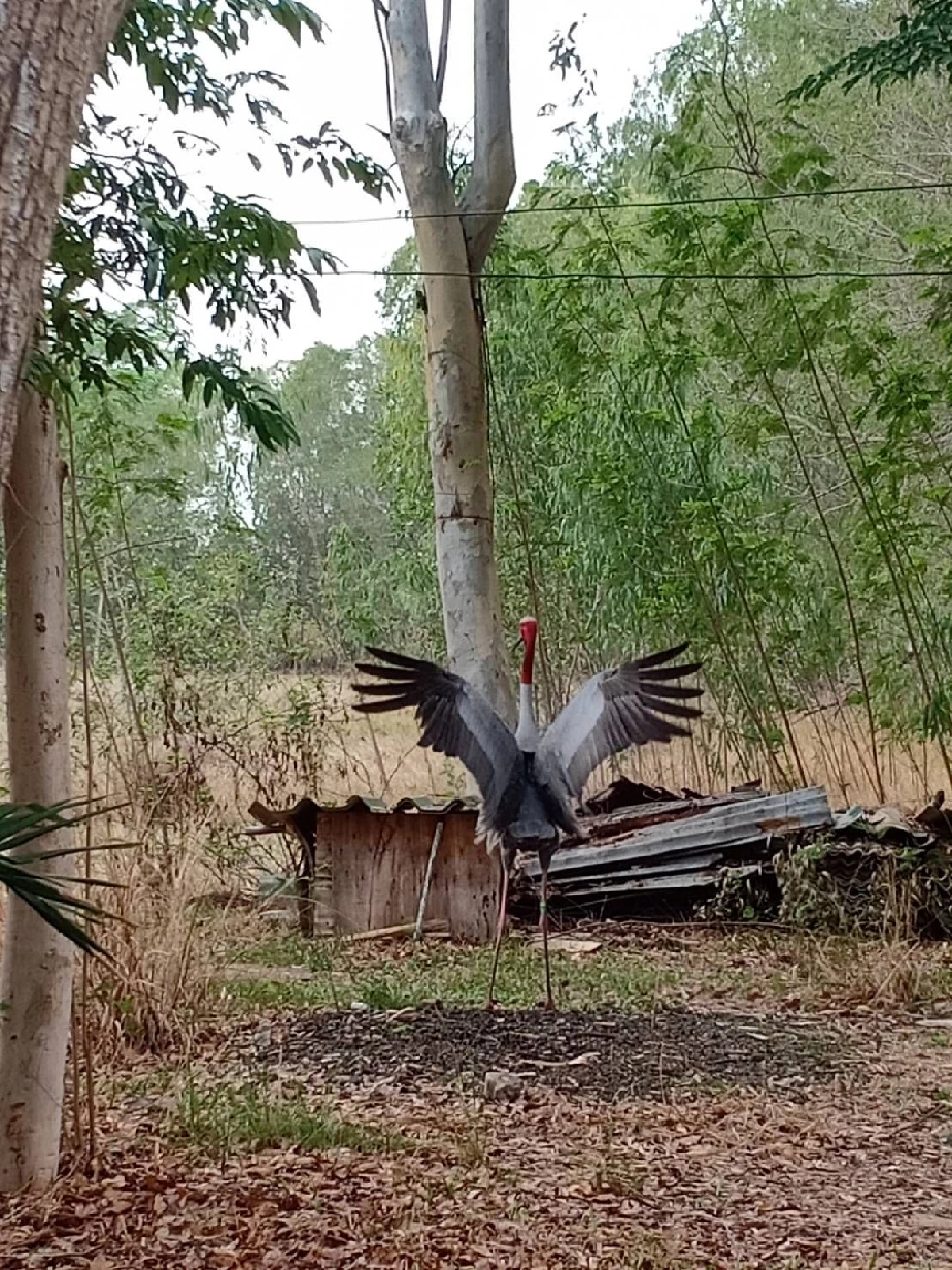 พช.ผุดไอเดียสร้างแบรนด์'ข้าวนกกระเรียน'