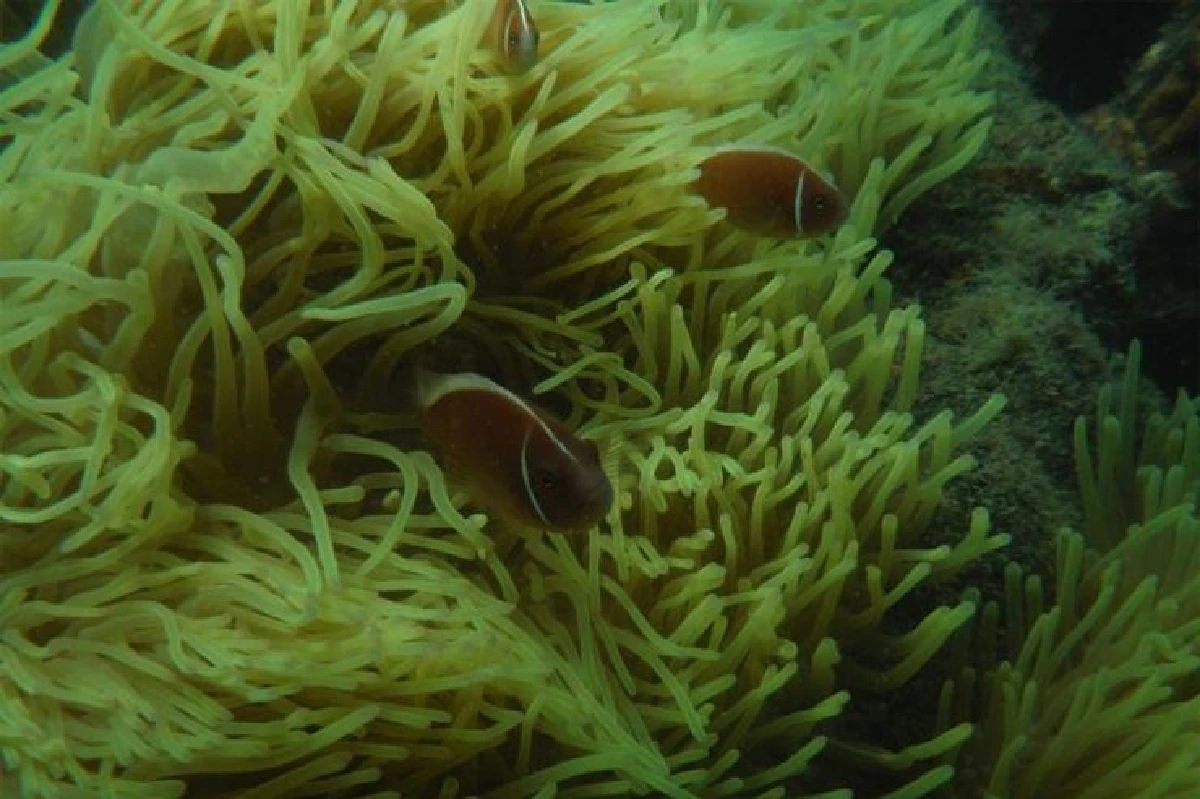 พบงานวิจัยครีมกันแดดทำปะการังพัง "สำนักอุทยานแห่งชาติ" แนะนนท.เลือกใช้ถูกประเภท