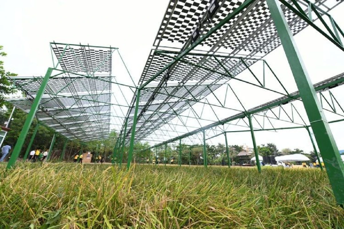 “นวัตกรรมปันแสงแบ่งข้าวเพื่อชุมชน” งานวิจัยฝีมือคนไทย คิดค้นโซลาร์เซลล์กึ่งใสมาใช้ในนาข้าว