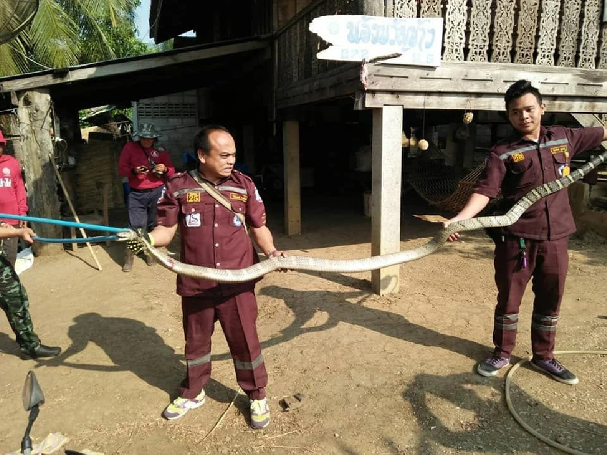 กู้ภัยเหงื่อตก!จับงูจงอางยักษ์ยาวกว่า 5 เมตรปล่อยคืนธรรมชาติสำเร็จ