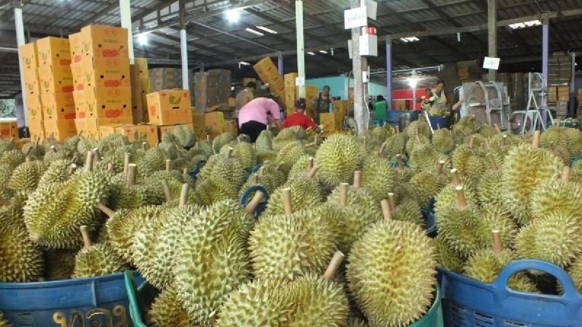 สั่งฑูตพาณิชย์จัดอีเว้นท์แต่ละประเทศ กระตุ้นยอดขายผลไม้ไทยรองรับผลผลิตใหม่ออกสู่ตลาด