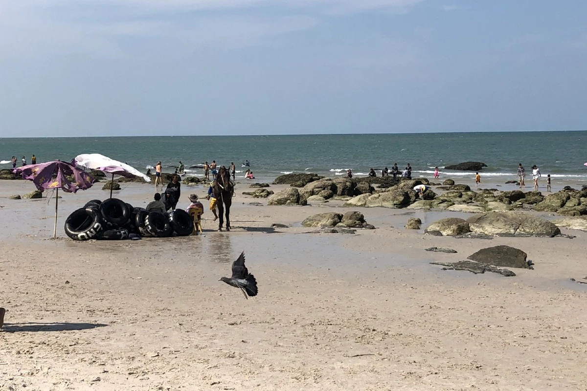 หัวหินน้ำทะเลลดสารพัดหอยนับล้านตัวโผล่สร้างรายได้งาม