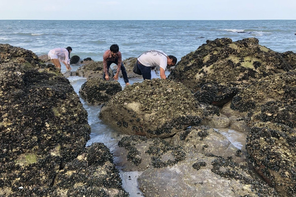 หัวหินน้ำทะเลลดสารพัดหอยนับล้านตัวโผล่สร้างรายได้งาม