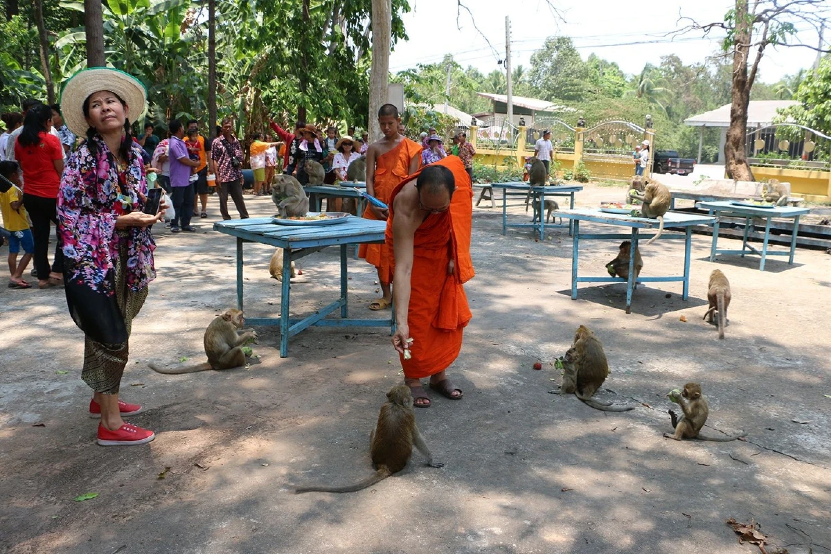 ถูกใจเจ้าจ๋อ!เลี้ยงโต๊ะจีนฝูงลิงป่าเนื่องในวันสงกรานต์