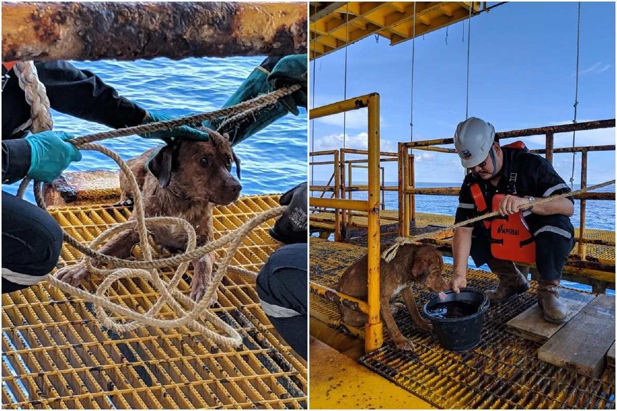 หล่อกว่าเดิม“เจ้าบุญรอด”สุนัขลอยคอกลางทะเลอ่าวไทยกลับขึ้นฝั่งแล้ว