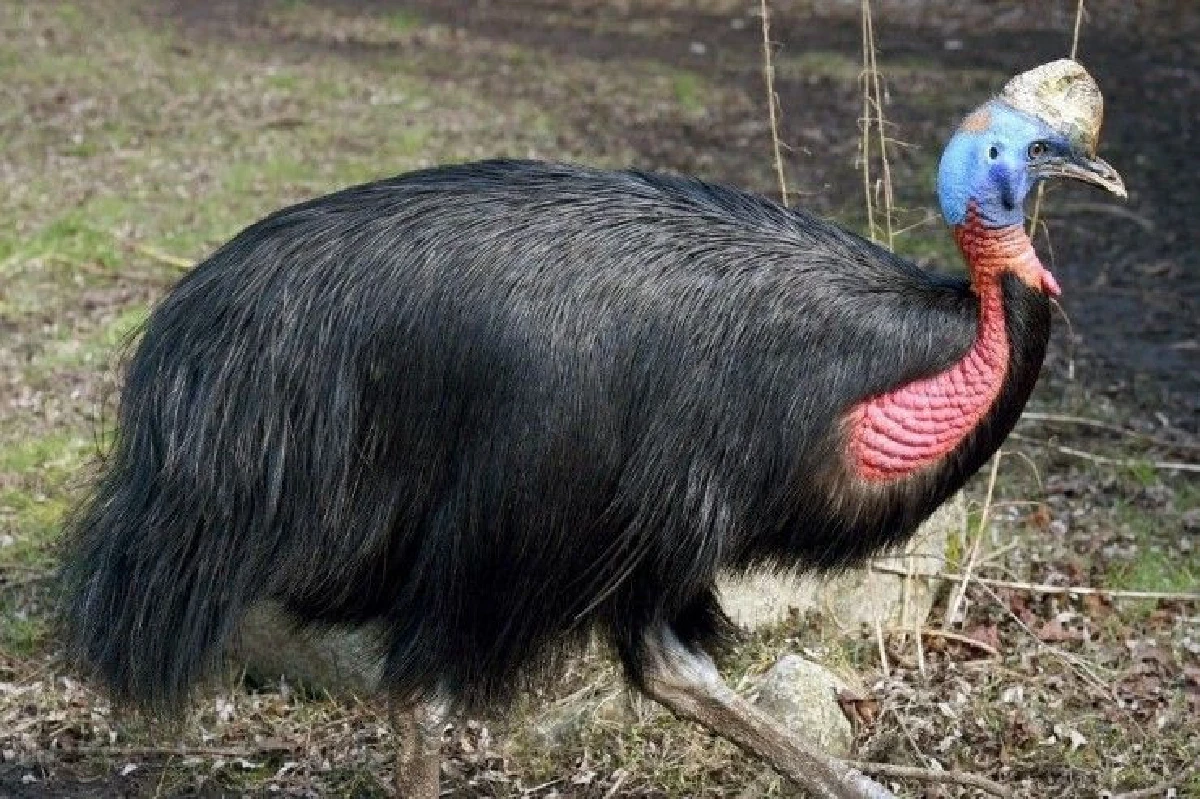 นกพันธุ์โหดทำร้ายเจ้าของเสียชีวิต