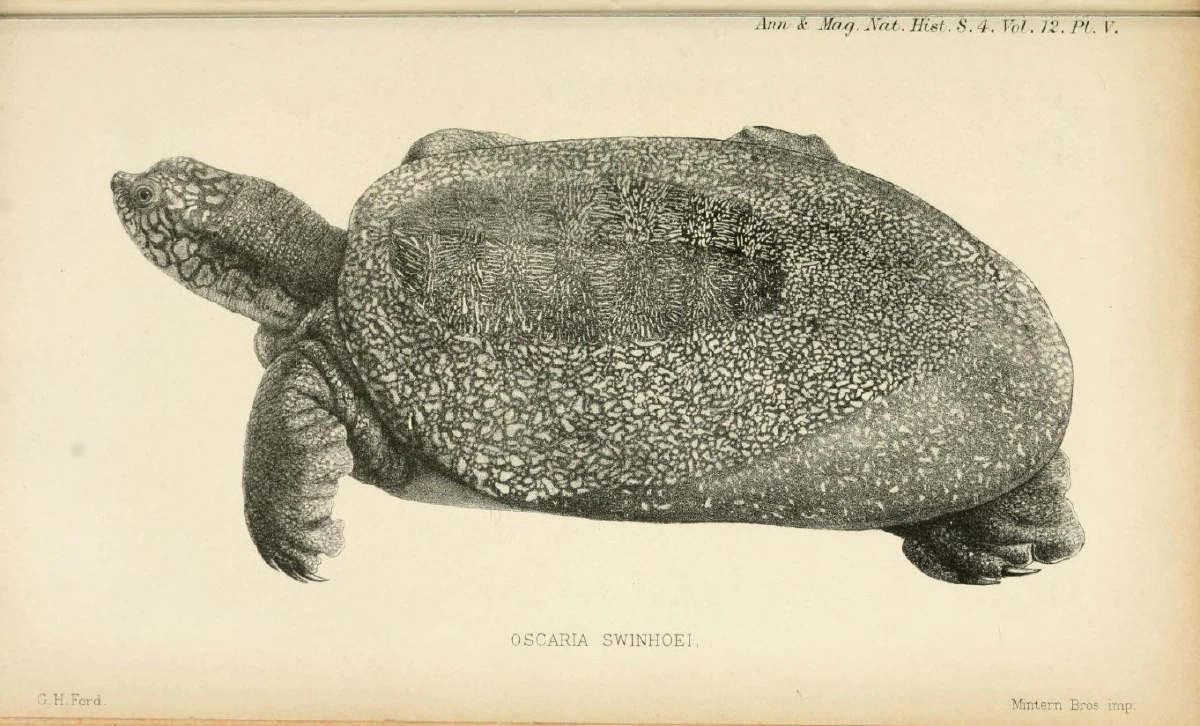 ใกล้ถึงกาลอวสาน ตะพาบยักษ์ตัวเมียตัวสุดท้ายตายแล้ว