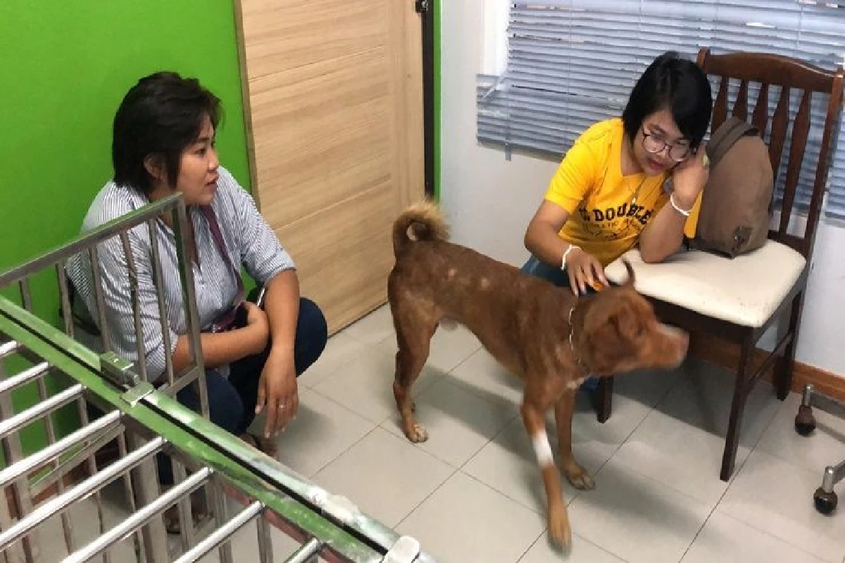 อาการดีขึ้น! “เจ้าบุญรอด”สุนัขลอยคอกลางอ่าวไทย เตรียมย้ายไปอยู่บ้านใหม่ขอนแก่น