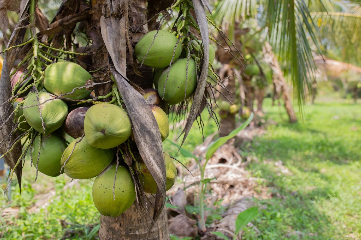 โครงการอันเนื่องมาจากพระราชดำริลำดับแรก ในสมเด็จพระเจ้าอยู่หัว รัชกาลที่10