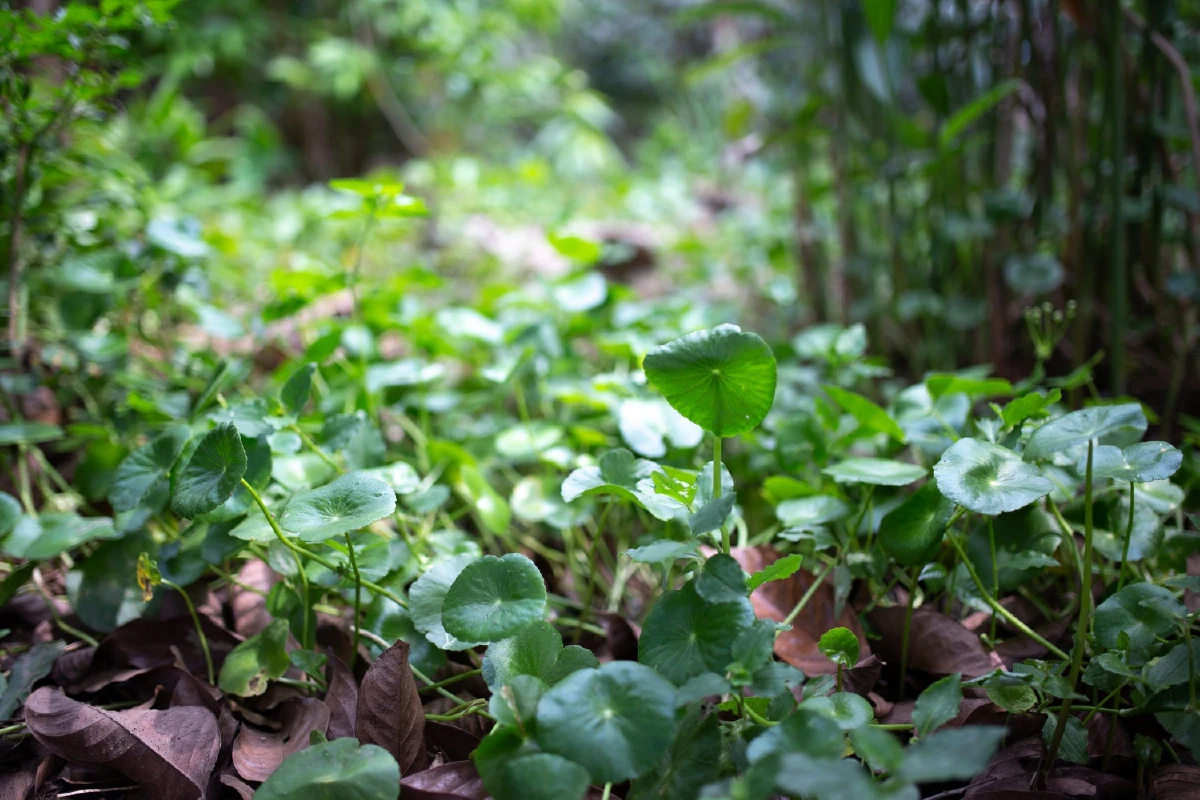 โครงการอันเนื่องมาจากพระราชดำริลำดับแรก ในสมเด็จพระเจ้าอยู่หัว รัชกาลที่10