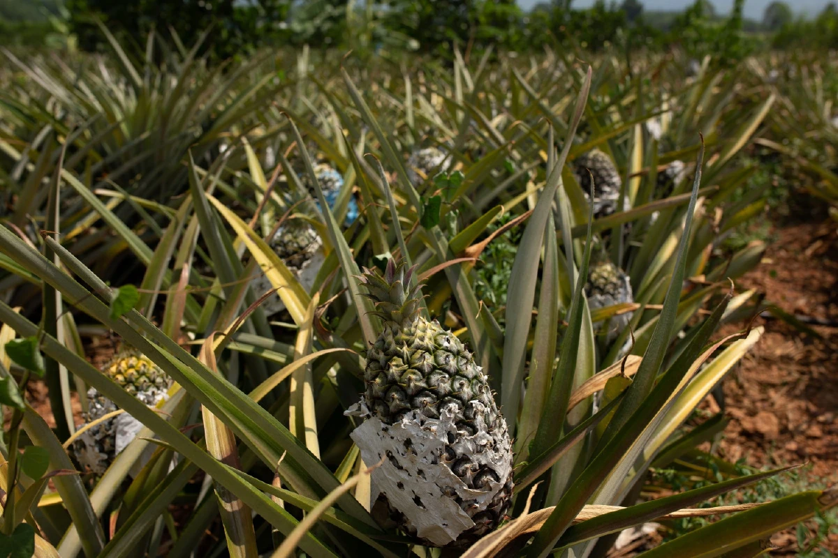 โครงการอันเนื่องมาจากพระราชดำริลำดับแรก ในสมเด็จพระเจ้าอยู่หัว รัชกาลที่10