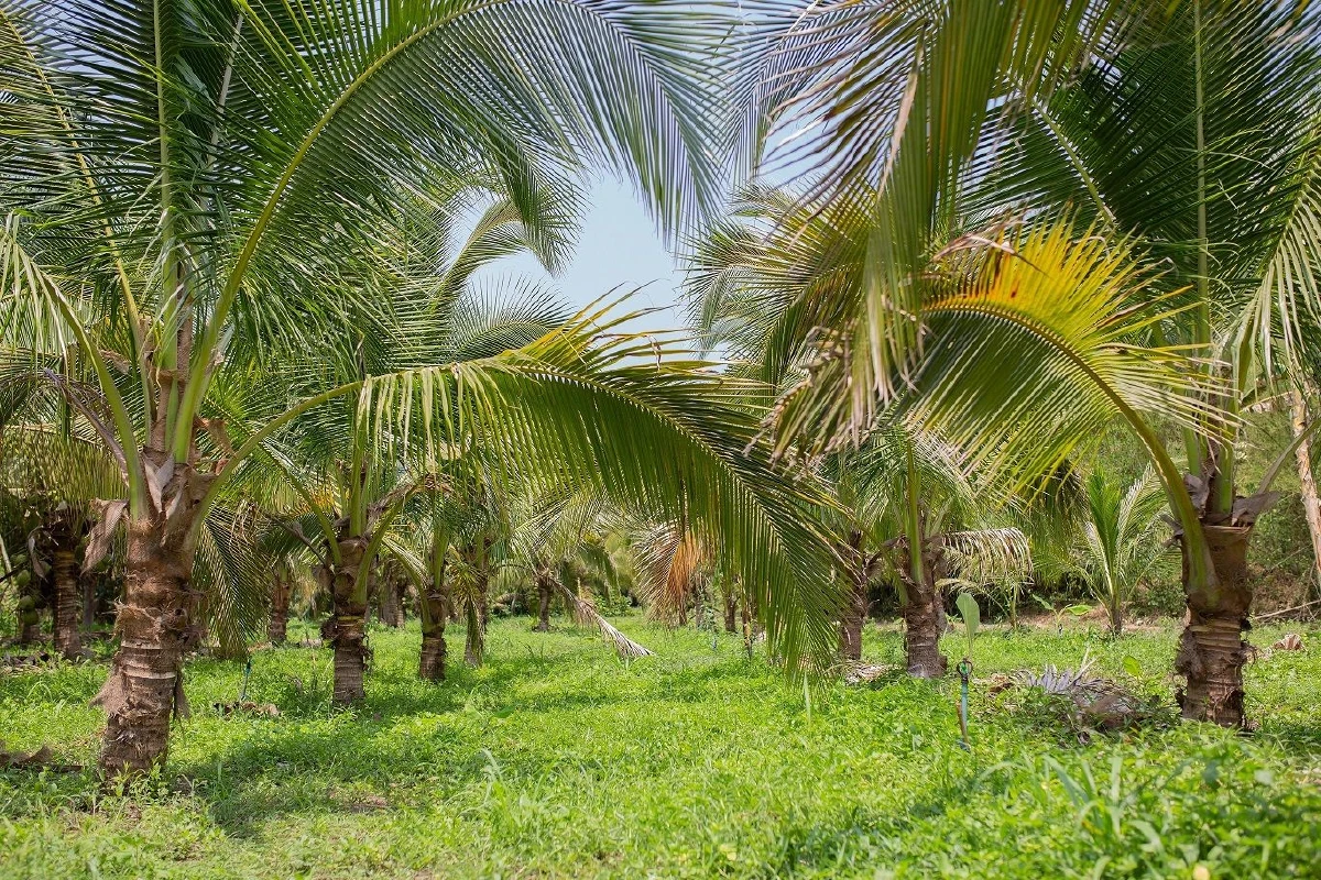 โครงการอันเนื่องมาจากพระราชดำริลำดับแรก ในสมเด็จพระเจ้าอยู่หัว รัชกาลที่10