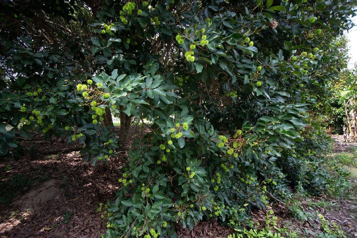 โครงการอันเนื่องมาจากพระราชดำริลำดับแรก ในสมเด็จพระเจ้าอยู่หัว รัชกาลที่10