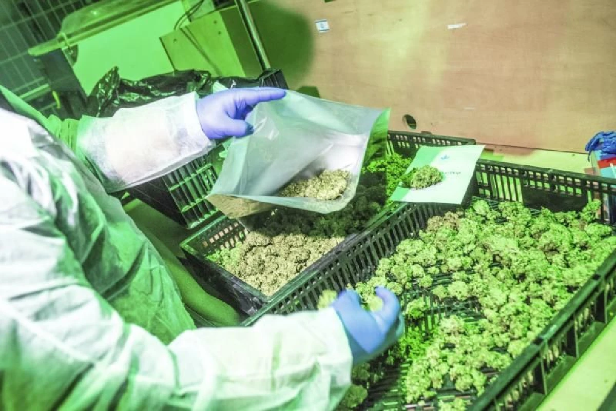 "ลืมบิทคอยน์ซะ หุ้นกัญชาคืออนาคต"