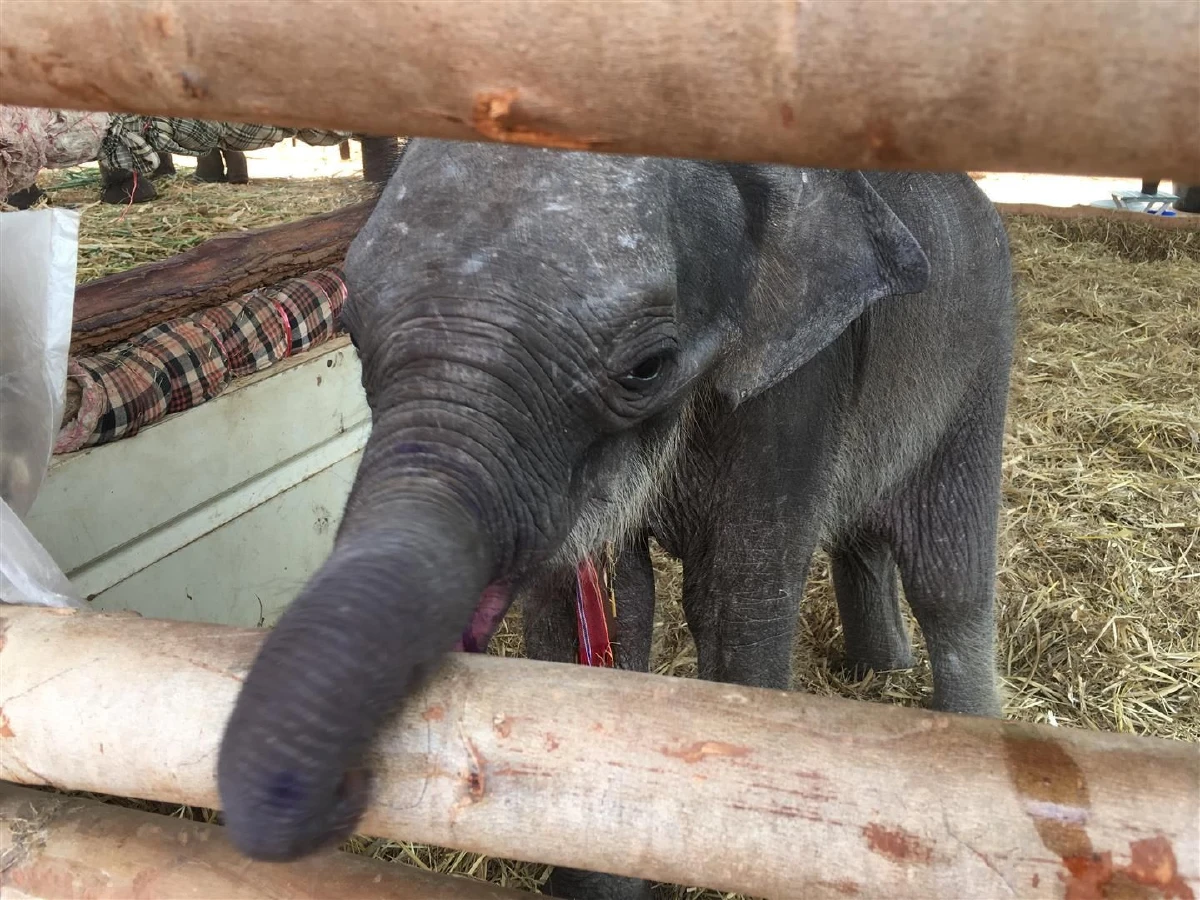 ลูกช้างป่าเจ็บตกบ่อเกรอะอาการดีขึ้นได้นมจากแม่ช้างบ้าน