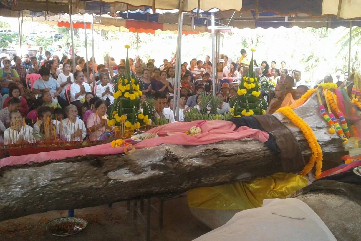 ตะเคียนทอง2ต้นอายุกว่า300ปีถูกยกขึ้นพ้นน้ำชาวบ้านตามไปขอโชคลาภที่วัด
