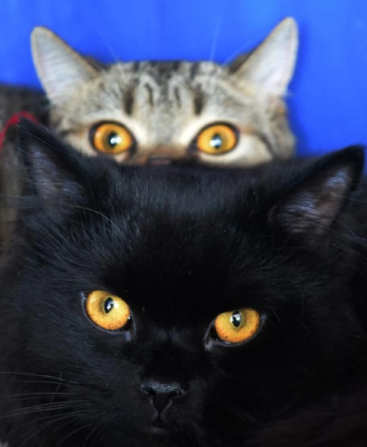 ออสเตรเลียเตรียมโปรยไส้กรอกผสมยาเบื่อ กำจัดแมวจร 2 ล้านตัว