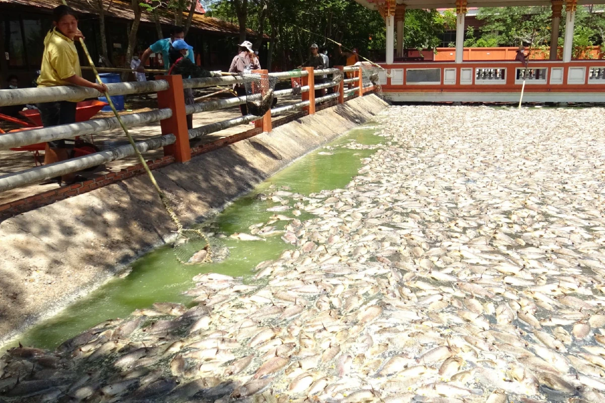 อากาศร้อนทำปลานับแสนตัวตายลอยอืดเต็มสระน้ำวัดหนองคราม