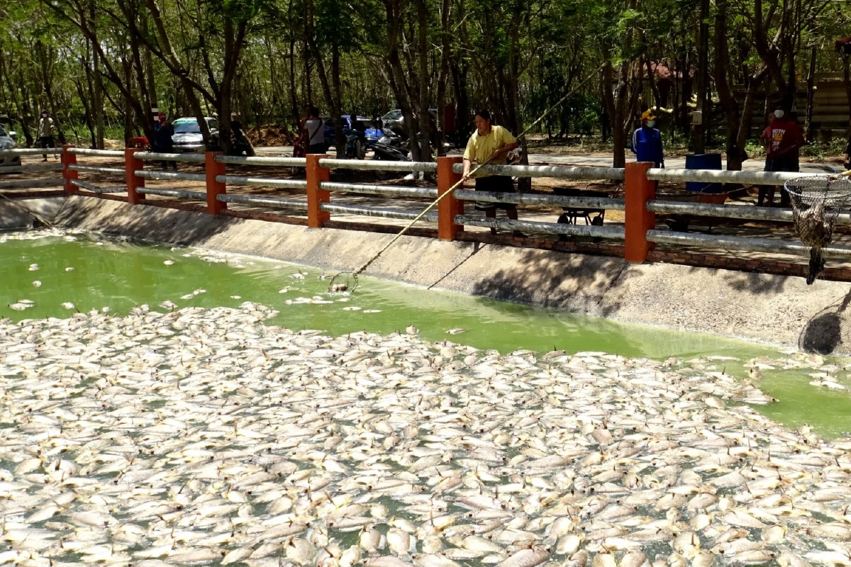 อากาศร้อนทำปลานับแสนตัวตายลอยอืดเต็มสระน้ำวัดหนองคราม