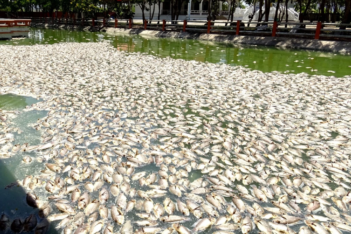 อากาศร้อนทำปลานับแสนตัวตายลอยอืดเต็มสระน้ำวัดหนองคราม