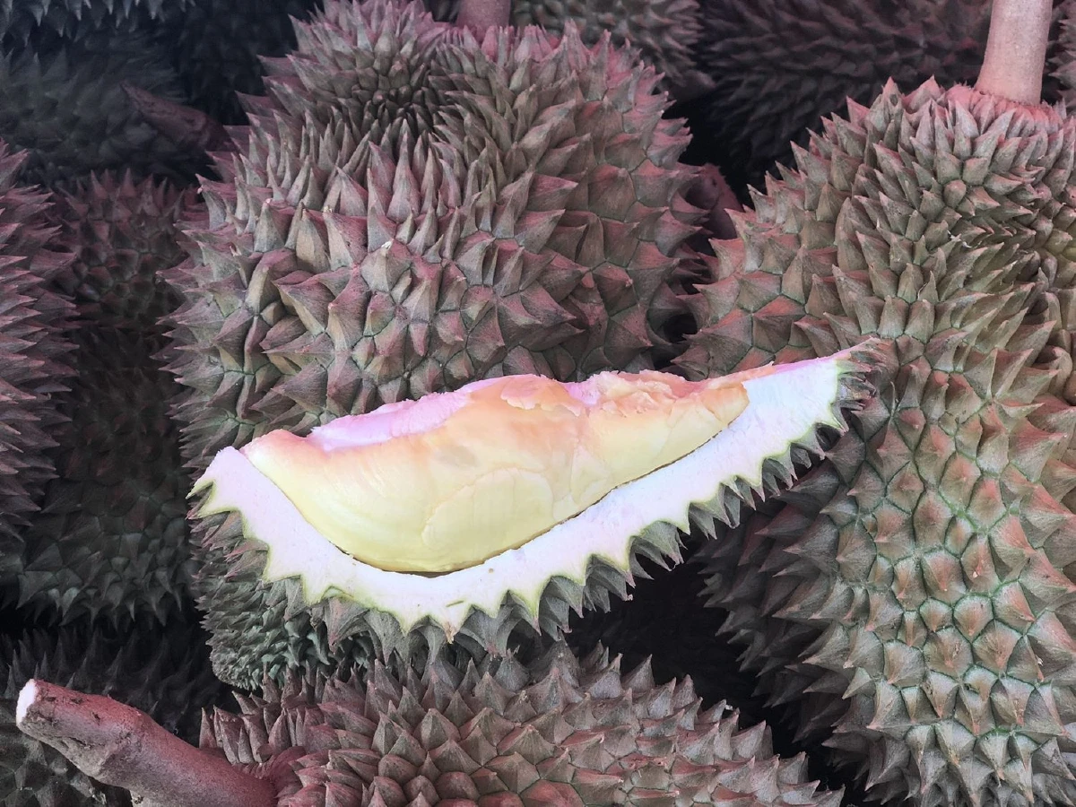 เทียบพลังงานกินทุเรียน 4 เม็ด เท่ากับข้าวมันไก่ 2 จาน