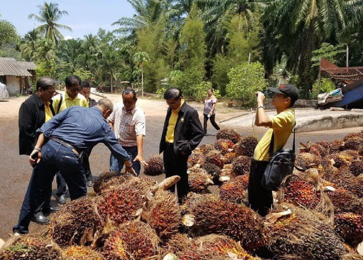 ถกด่วน พาณิชย์-พลังงาน-เกษตร รับมือปาล์มราคาตกต่ำ 2 พ.ค.นี้ ถกด่วน พาณิชย์-พลังงาน-เกษตร รับมือปาล์มราคาตกต่ำ 2 พ.ค.นี้