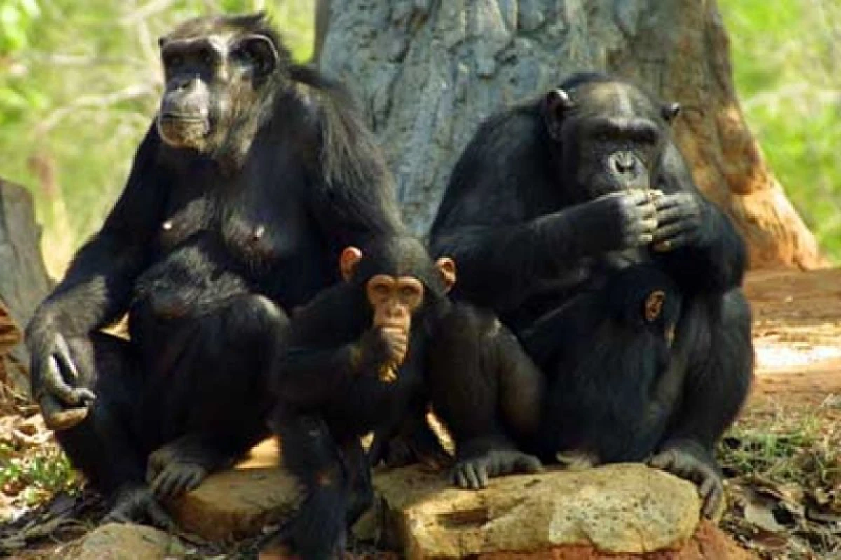 ถอดแบบพฤติกรรมชิมแปนซีที่เกี่ยวโยงกับการเมืองของมนุษย์