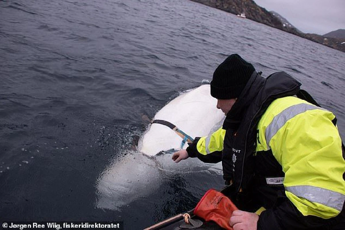 นอร์เวย์เจอวาฬต้องสงสัย คาดกองทัพรัสเซียส่งสอดแนม