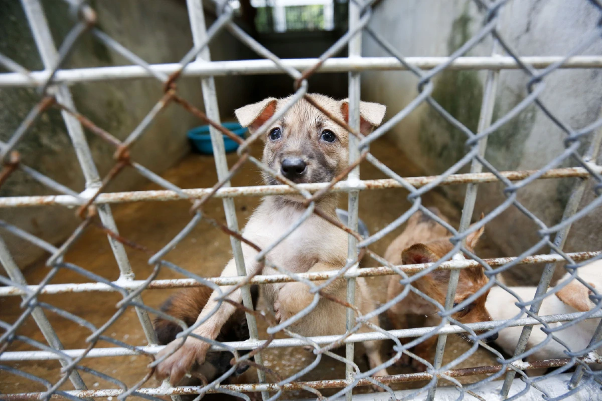 4 เรื่องควรรู้สู้ภัยพิษสุนัขบ้าหน้าร้อน