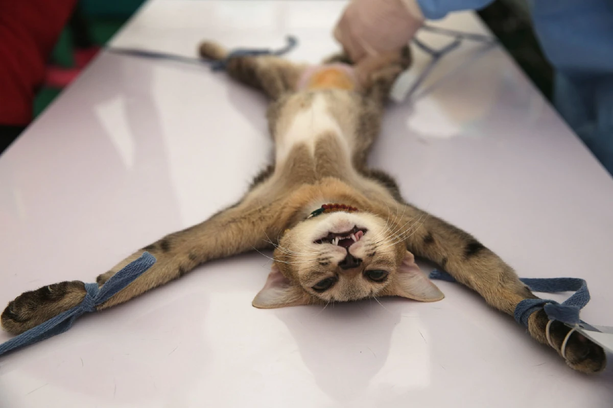 4 เรื่องควรรู้สู้ภัยพิษสุนัขบ้าหน้าร้อน