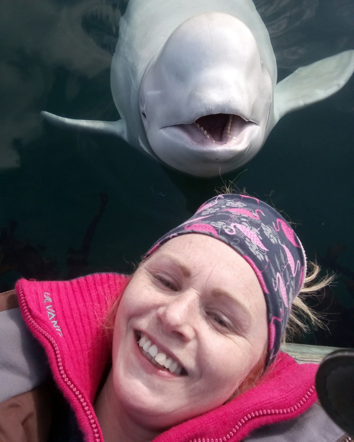 วาฬเบลูก้าต้องสงสัย อาจกำลังขอลี้ภัยในนอร์เวย์