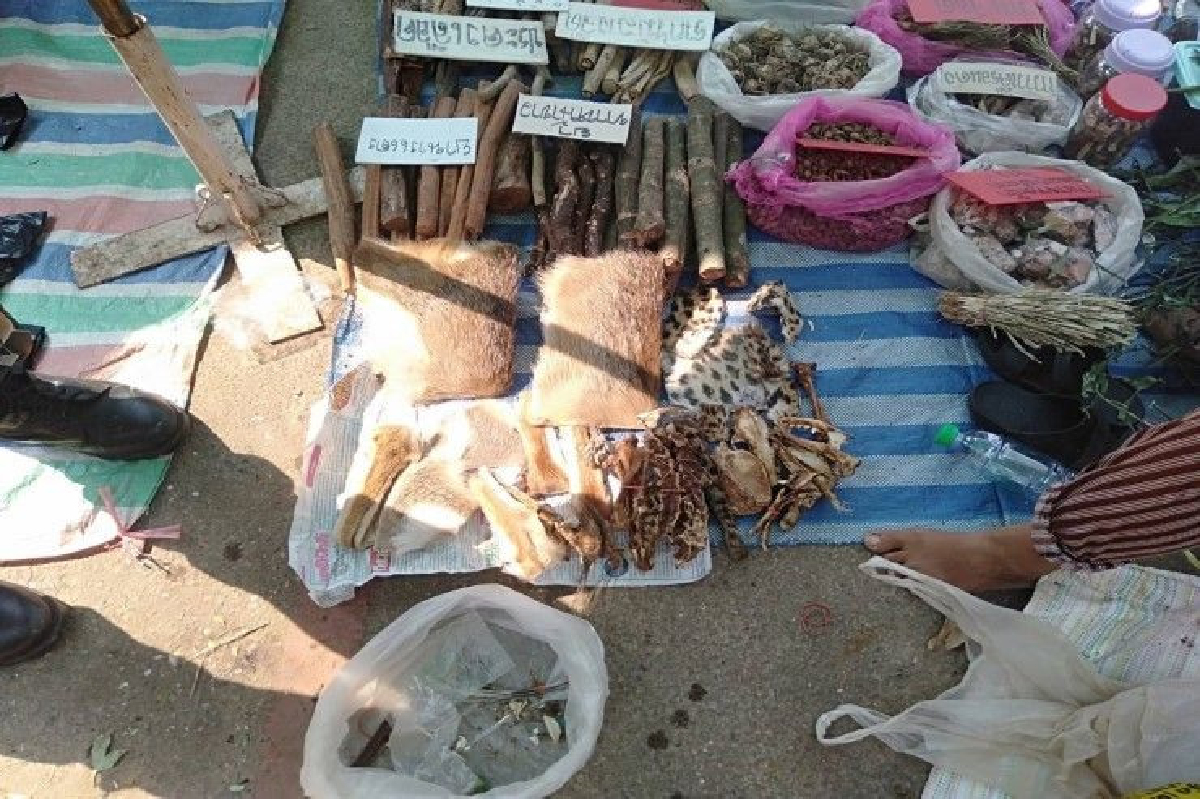 เจ้าหน้าที่รวบผู้ค้า "ตะกวด-ซากแมวดาว" ที่ตลาดชายแดน เจ้าหน้าที่รวบผู้ค้า "ตะกวด-ซากแมวดาว" ที่ตลาดชายแดน